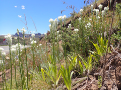Ornithogalum