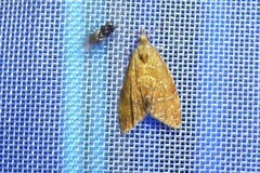 Pseudargyrotoza conwagana