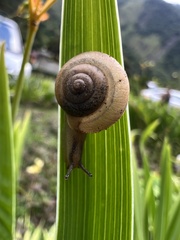 Bradybaena similaris