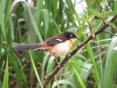 Donacobius atricapilla