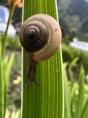 Bradybaena similaris