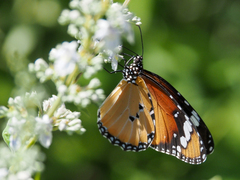 Danaus chrysippus