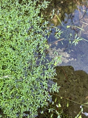 Callitriche