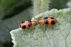 Aulacophora hilaris