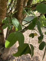 Plantae