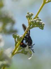 Danaus chrysippus