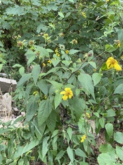 Helianthus strumosus