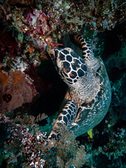 Eretmochelys imbricata