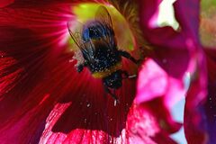 Bombus terrestris