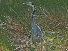 Ardea melanocephala