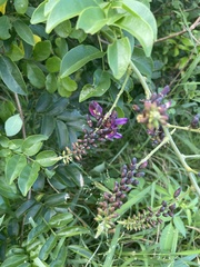 Wisteriopsis reticulata