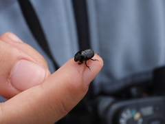 Onthophagus taurus