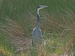 Ardea melanocephala