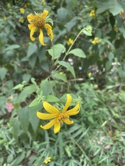 Helianthus strumosus