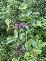 Wisteriopsis reticulata