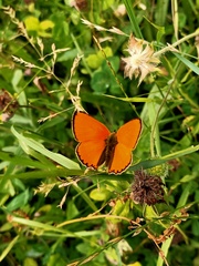 Lycaena virgaureae