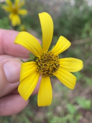Helianthus strumosus