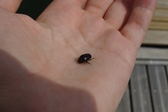 Onthophagus taurus