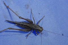 Platycleis albopunctata