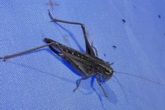 Platycleis albopunctata