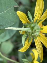 Helianthus strumosus