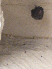 Rhinolophus hipposideros