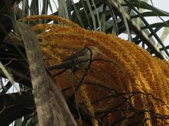 Campylorhynchus turdinus