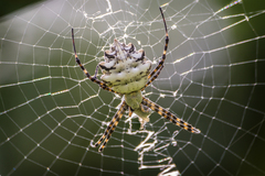 Argiope lobata
