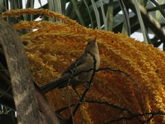 Campylorhynchus turdinus