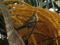 Campylorhynchus turdinus