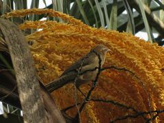 Campylorhynchus turdinus