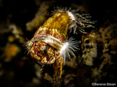 Dardanus pedunculatus