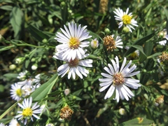 Symphyotrichum