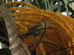 Campylorhynchus turdinus