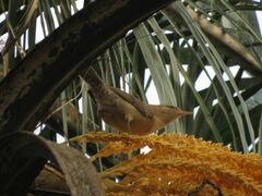 Campylorhynchus turdinus