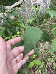 Helianthus strumosus