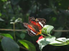 Anartia amathea