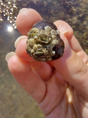 Austrominius modestus