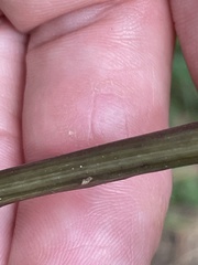 Helianthus strumosus