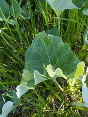 Petasites spurius
