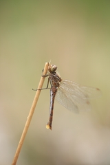 Sympetrum vulgatum