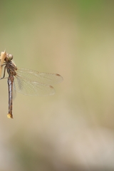 Sympetrum vulgatum