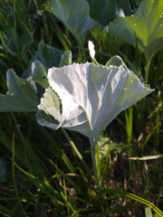 Petasites spurius