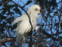 Cacatua sanguinea