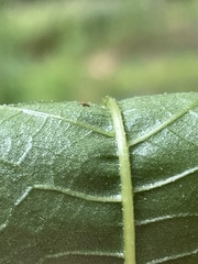 Helianthus strumosus