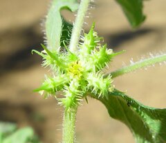 Acanthospermum hispidum