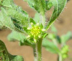 Acanthospermum hispidum