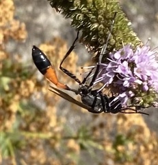 Ammophila