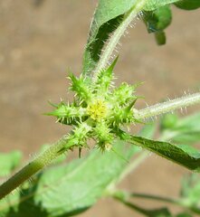 Acanthospermum hispidum