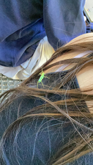 Meconema thalassinum